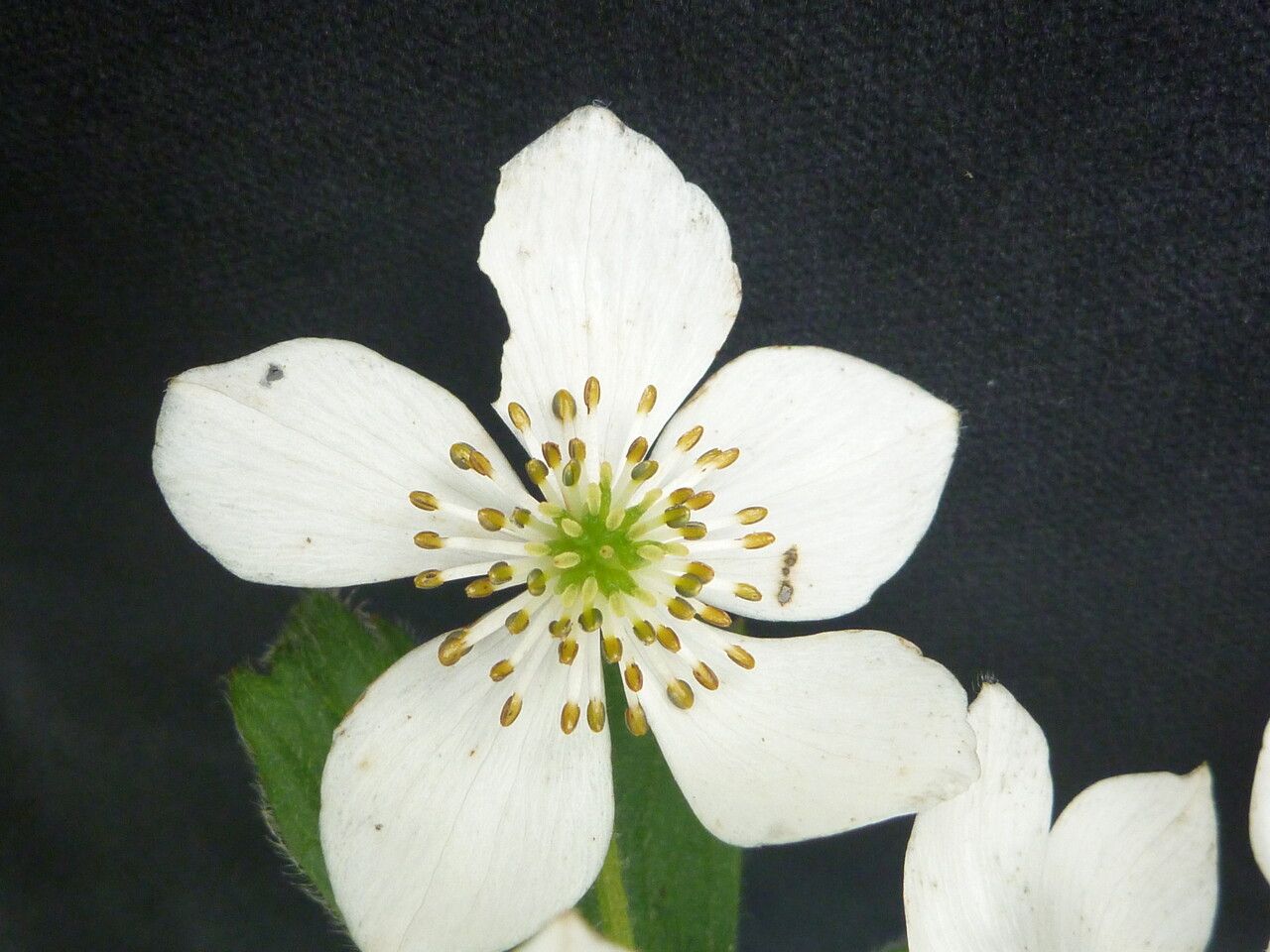 Anemonastrum polyanthes flower