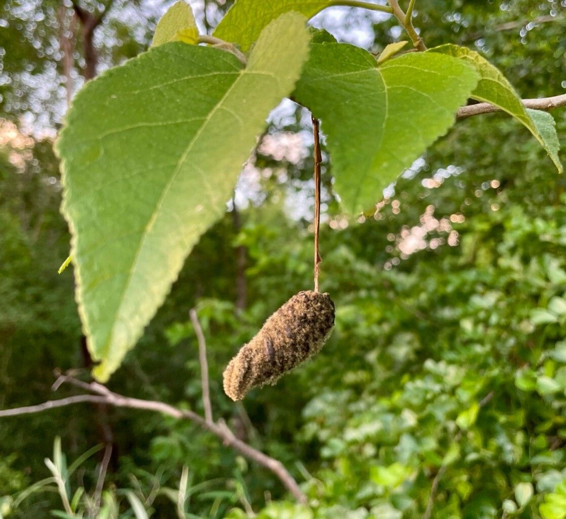 Helicteres jamaicensis fruit