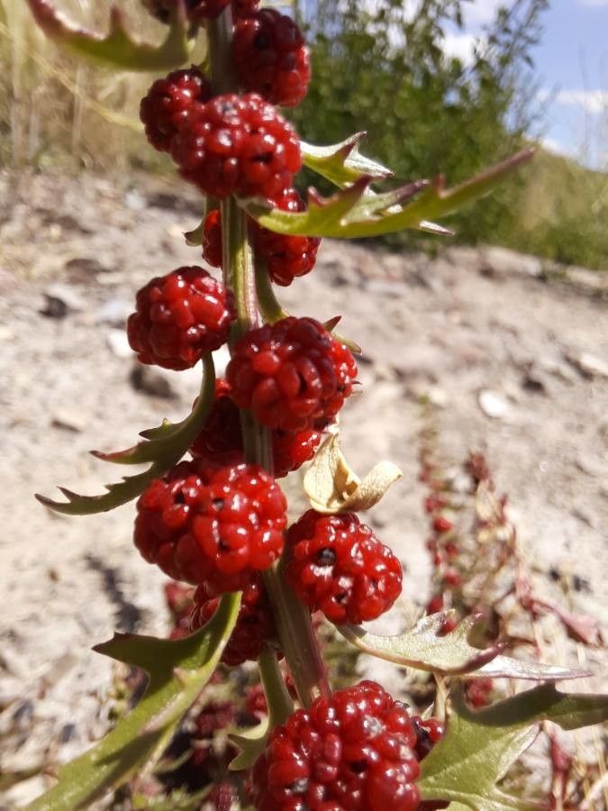 Chenopodium foliosum fruit