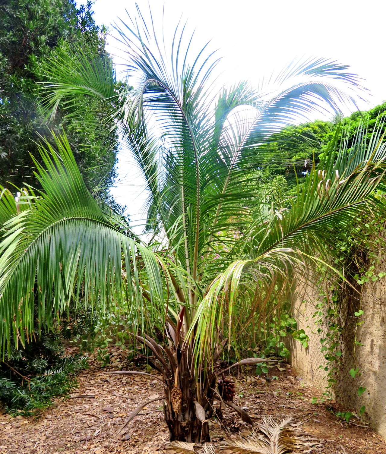 Attalea exigua habit