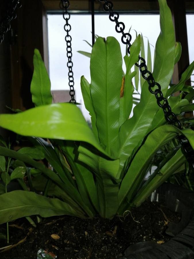 Asplenium antiquum habit