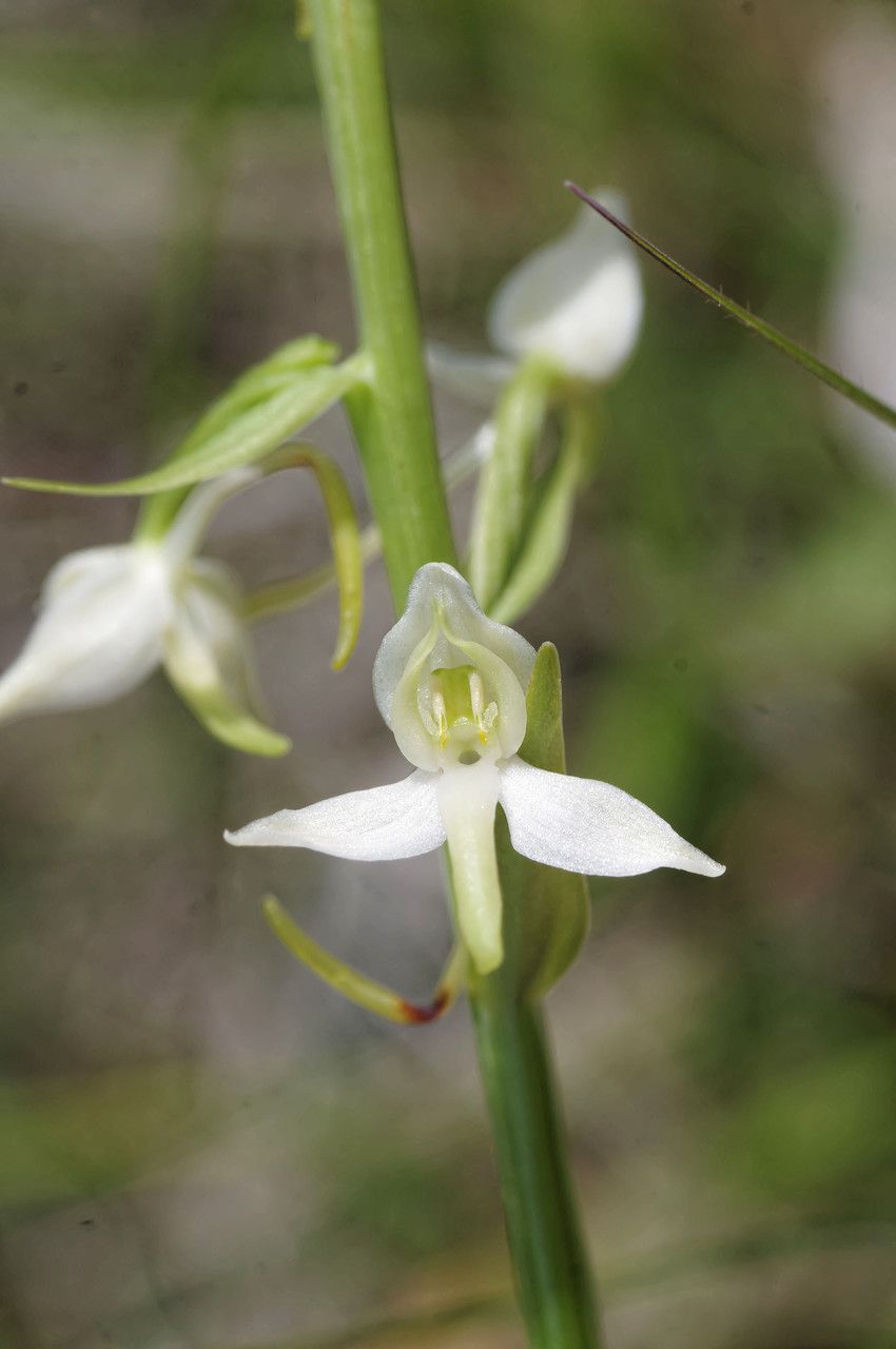 Platanthera x hybrida flower