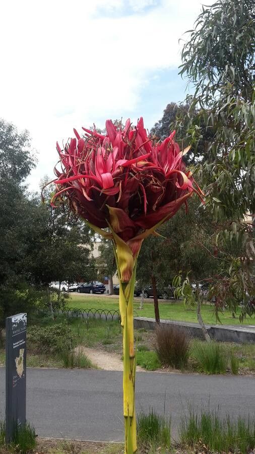 Doryanthes excelsa flower