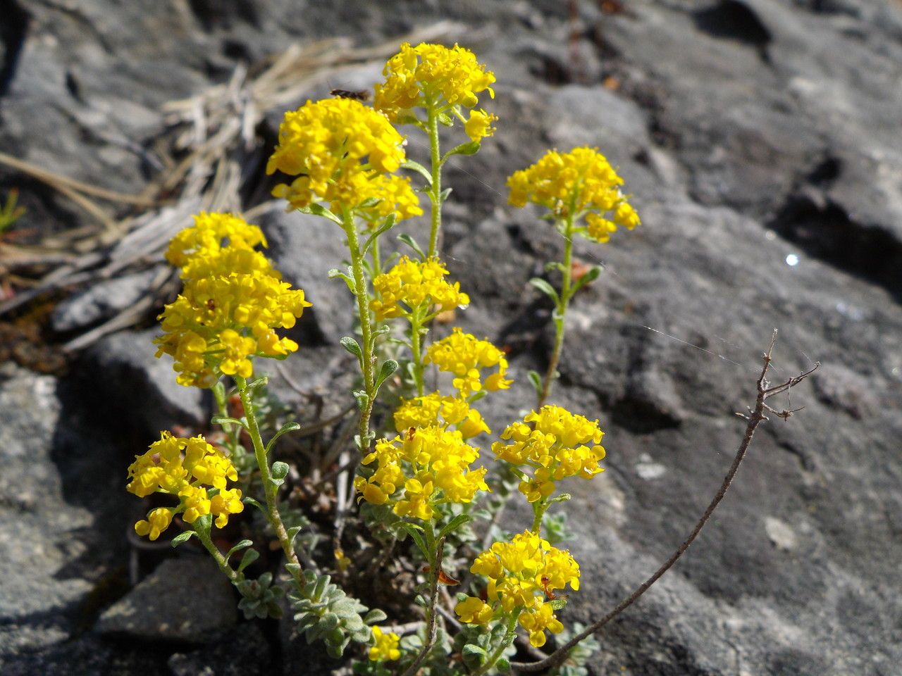 Alyssum serpyllifolium habit