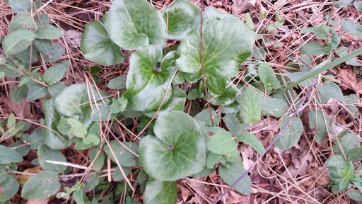 Asarum hartwegii habit