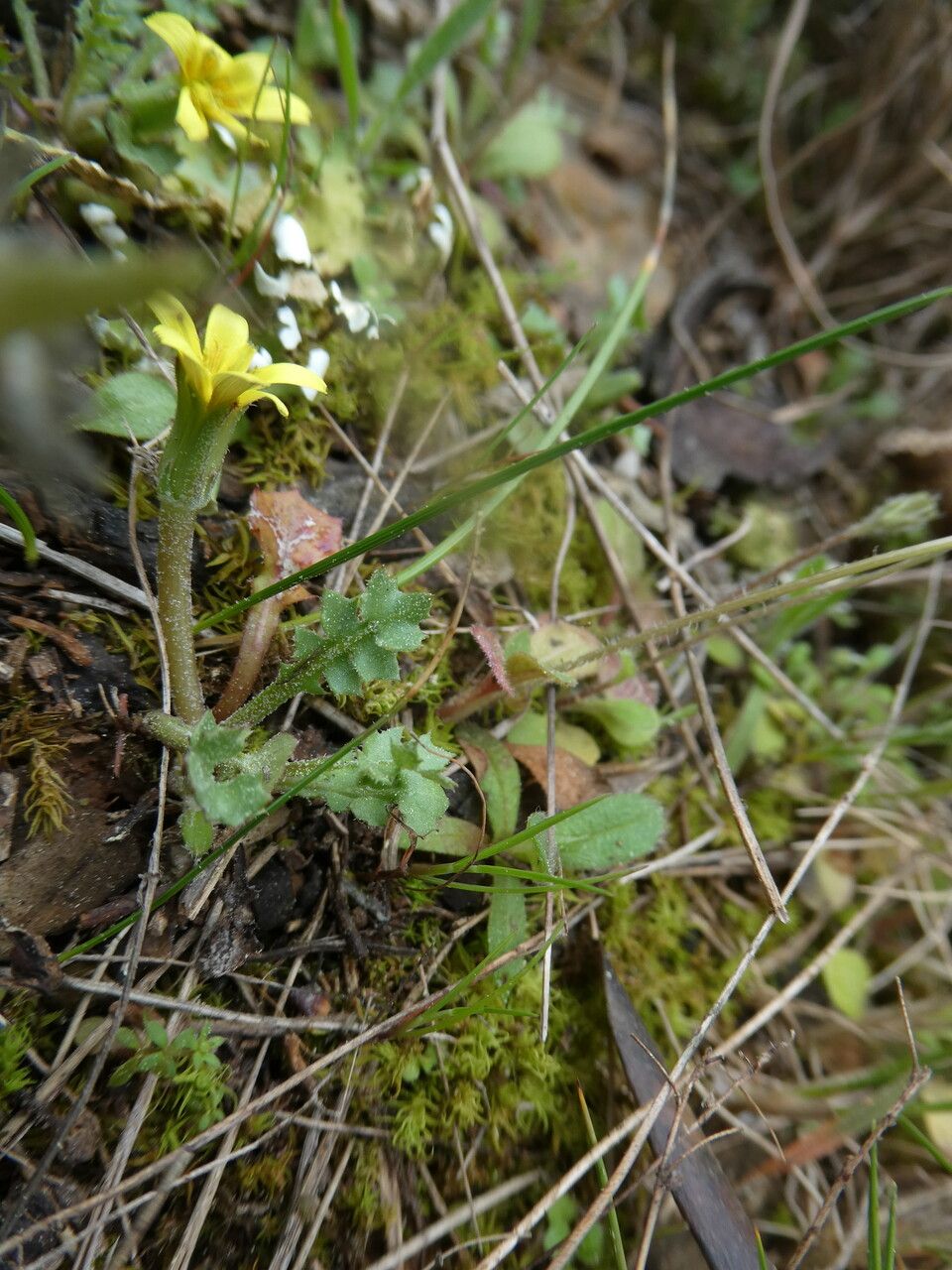Hyoseris scabra flower