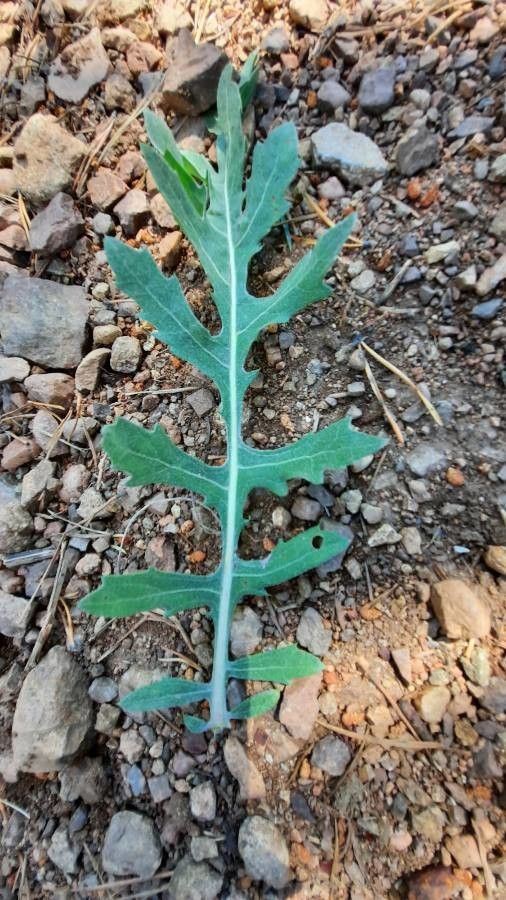 Rhaponticum uniflorum — houseplant care guide