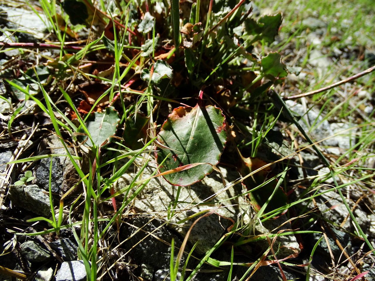 Eriogonum nudum habit