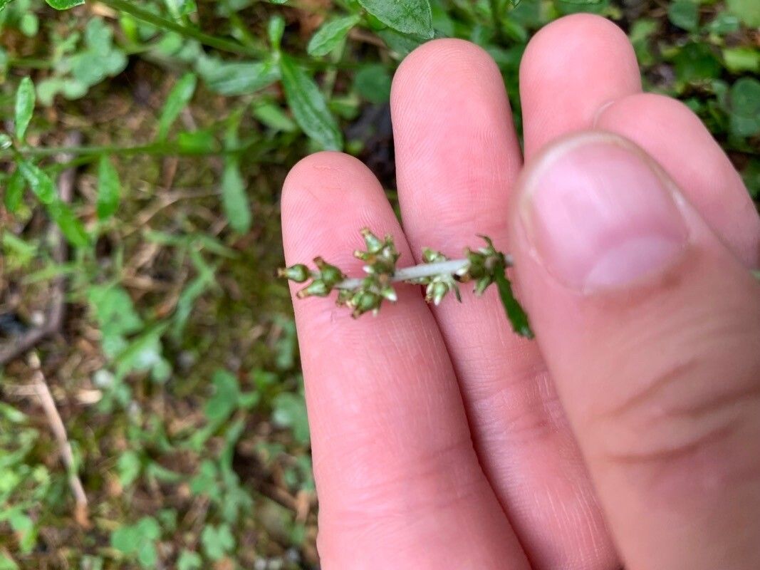 Gamochaeta coarctata flower