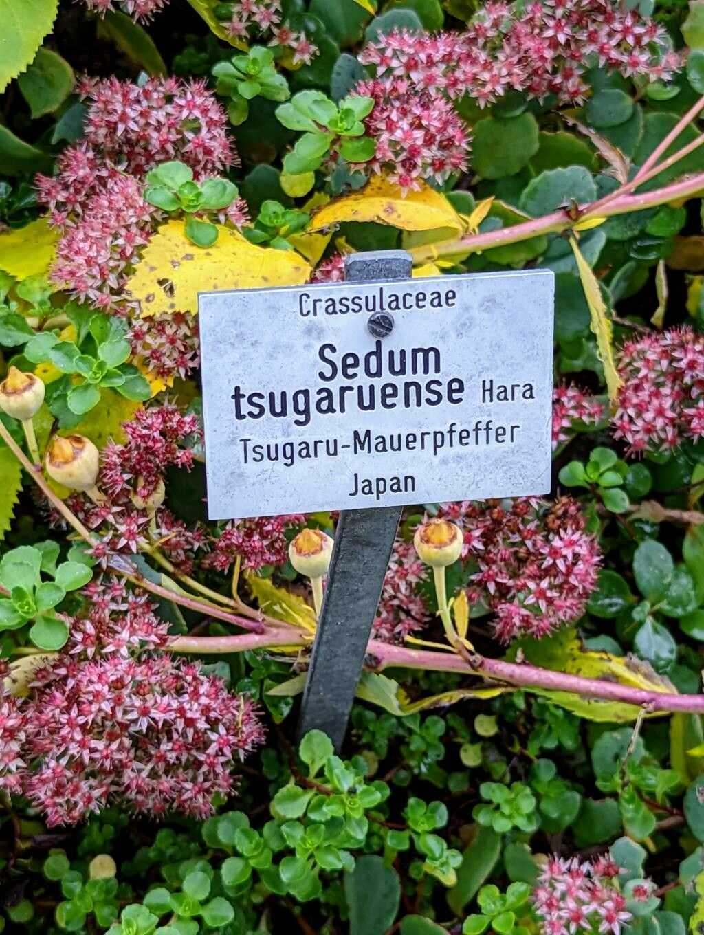 Sedum tsugaruense other