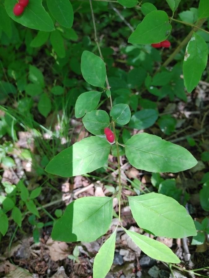 Lonicera canadensis leaf