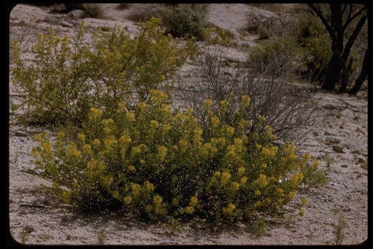 Wislizenia refracta habit