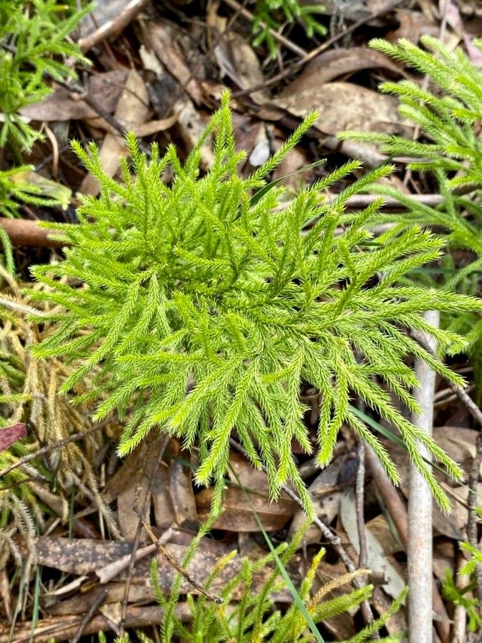 Pseudolycopodium densum — search result for 'Lycopodium'