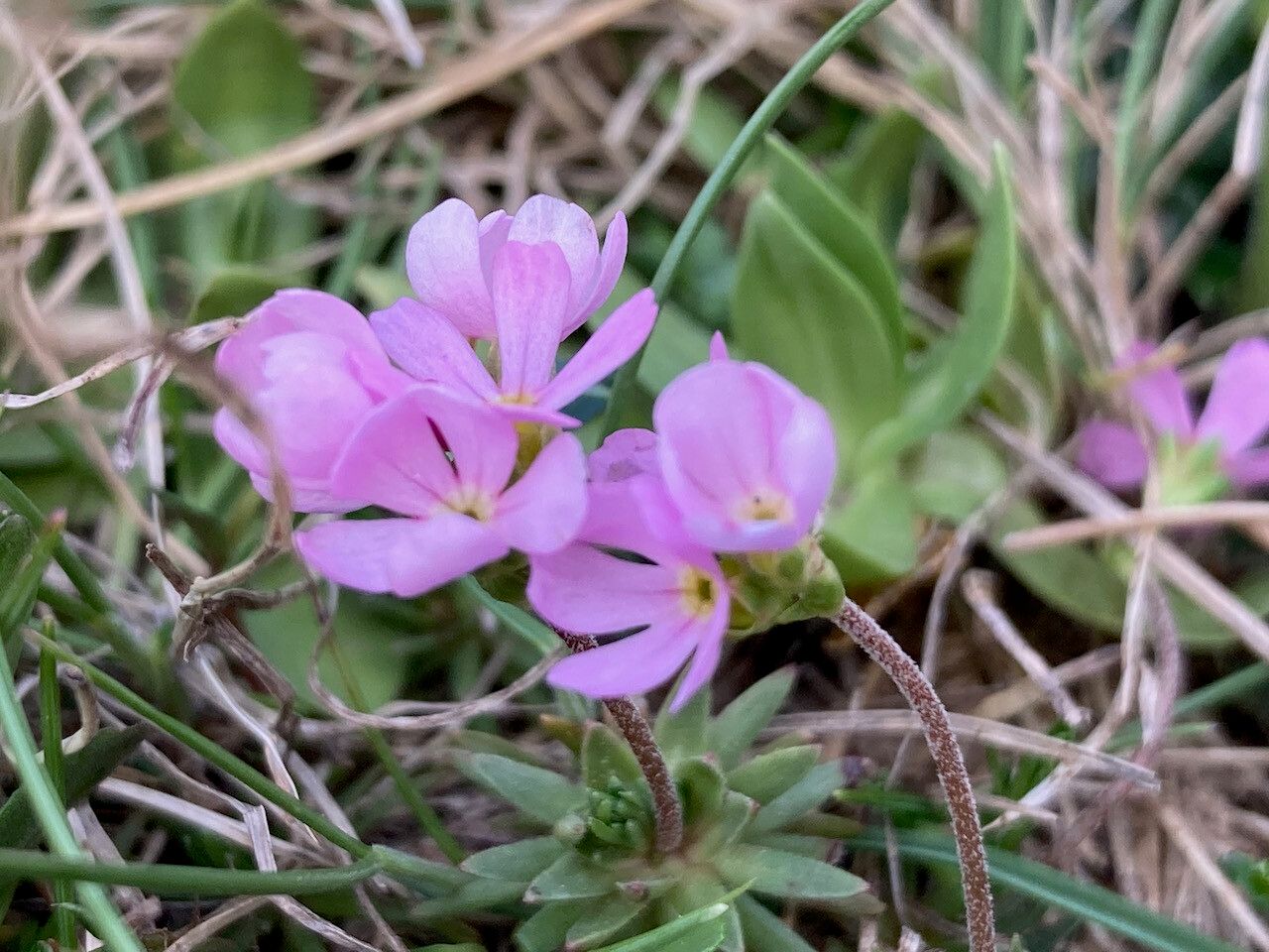Androsace laggeri flower