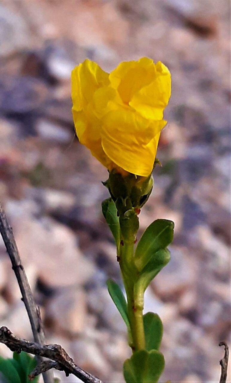 Linum dolomiticum flower