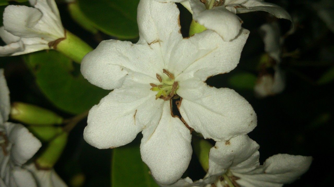 Cordia megalantha flower