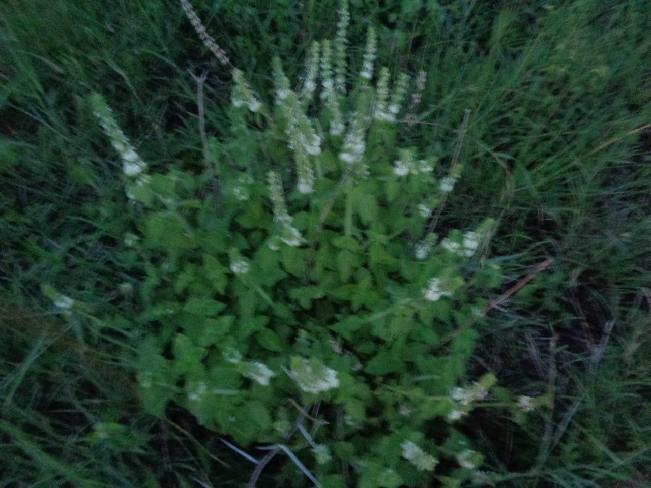 Platostoma hildebrandtii habit