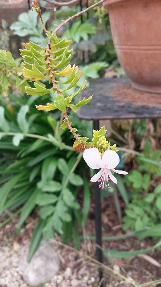 Pelargonium hermanniifolium flower