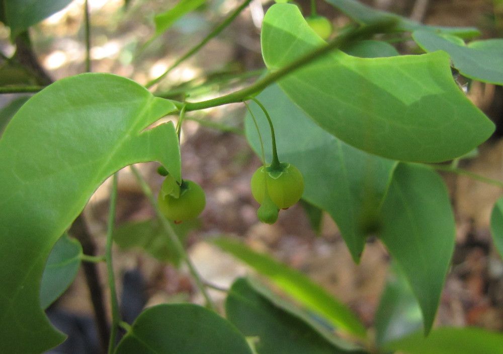 Phyllanthus luciliae habit