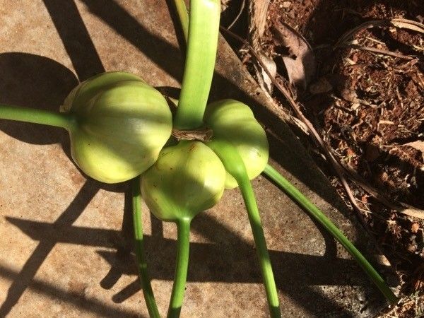 Hymenocallis littoralis fruit