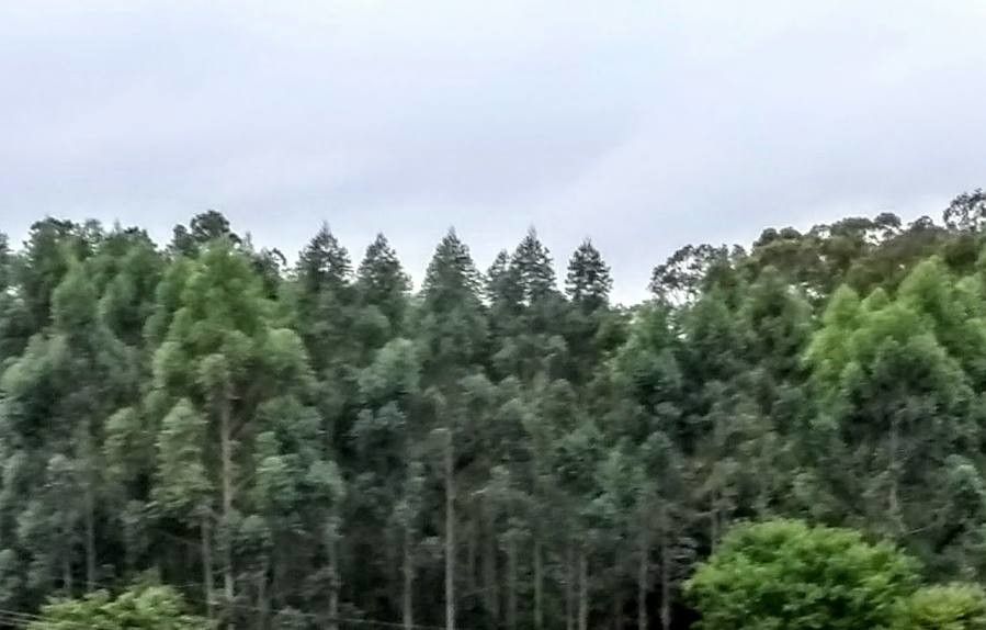 Eucalyptus × affinis — houseplant care guide