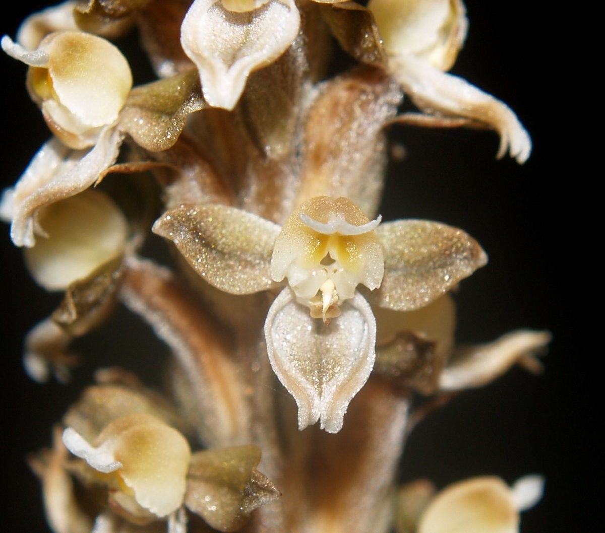 Hetaeria whitmeei fruit