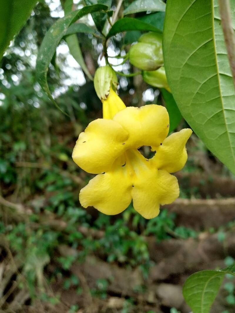 Dolichandra uncata flower