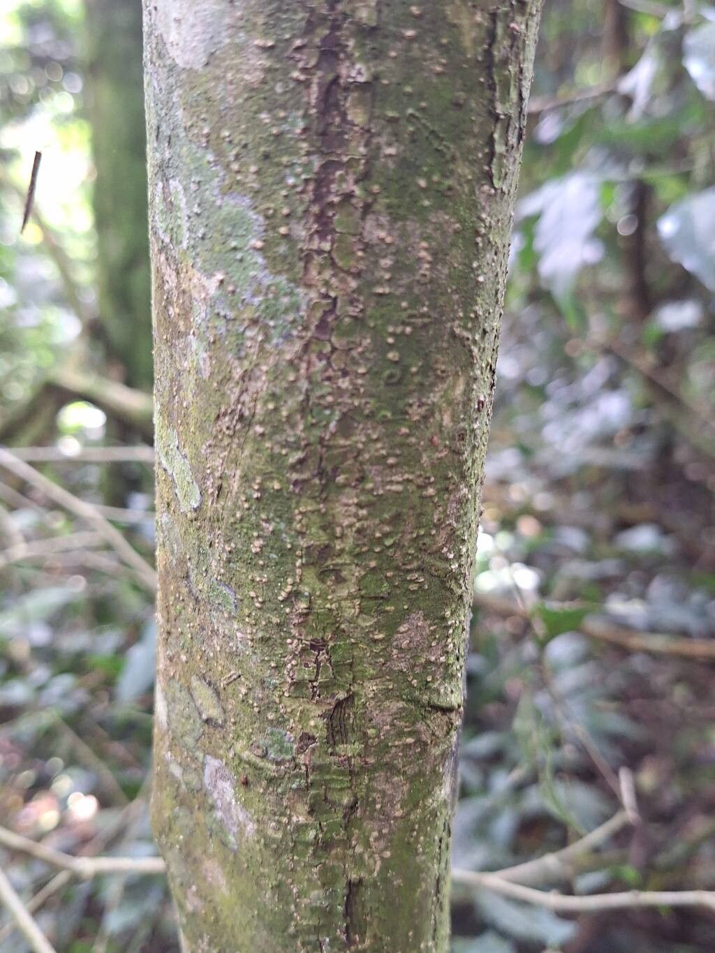 Strychnos mitis bark