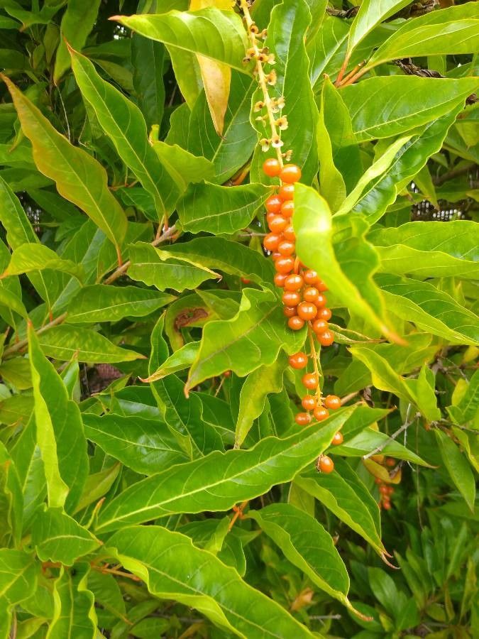 Citharexylum spinosum fruit