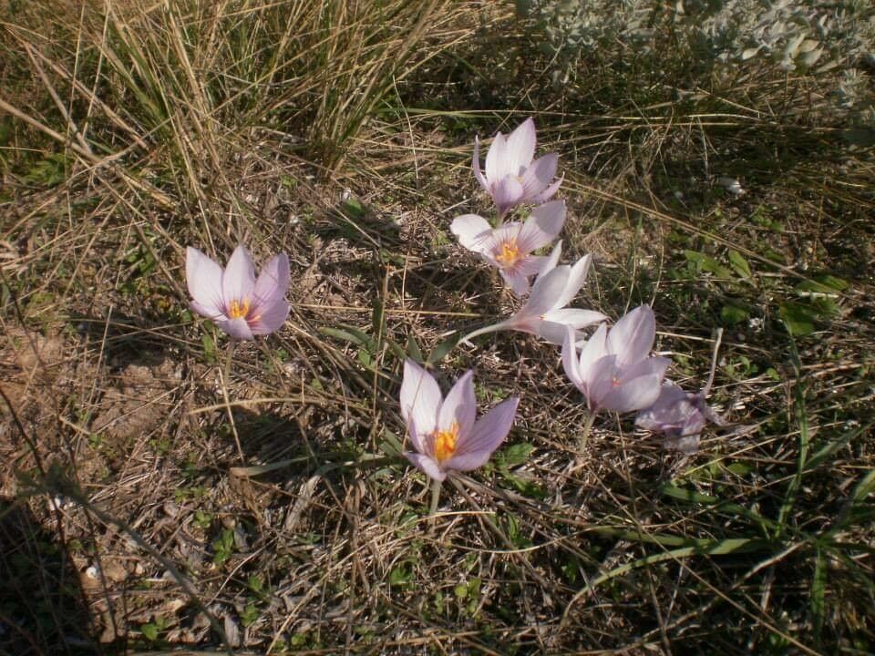 Crocus pallasii flower