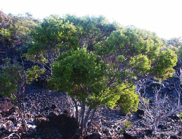 Alyxia caletioides habit