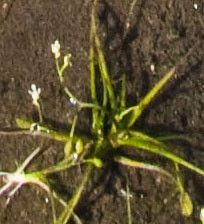 Subularia aquatica flower