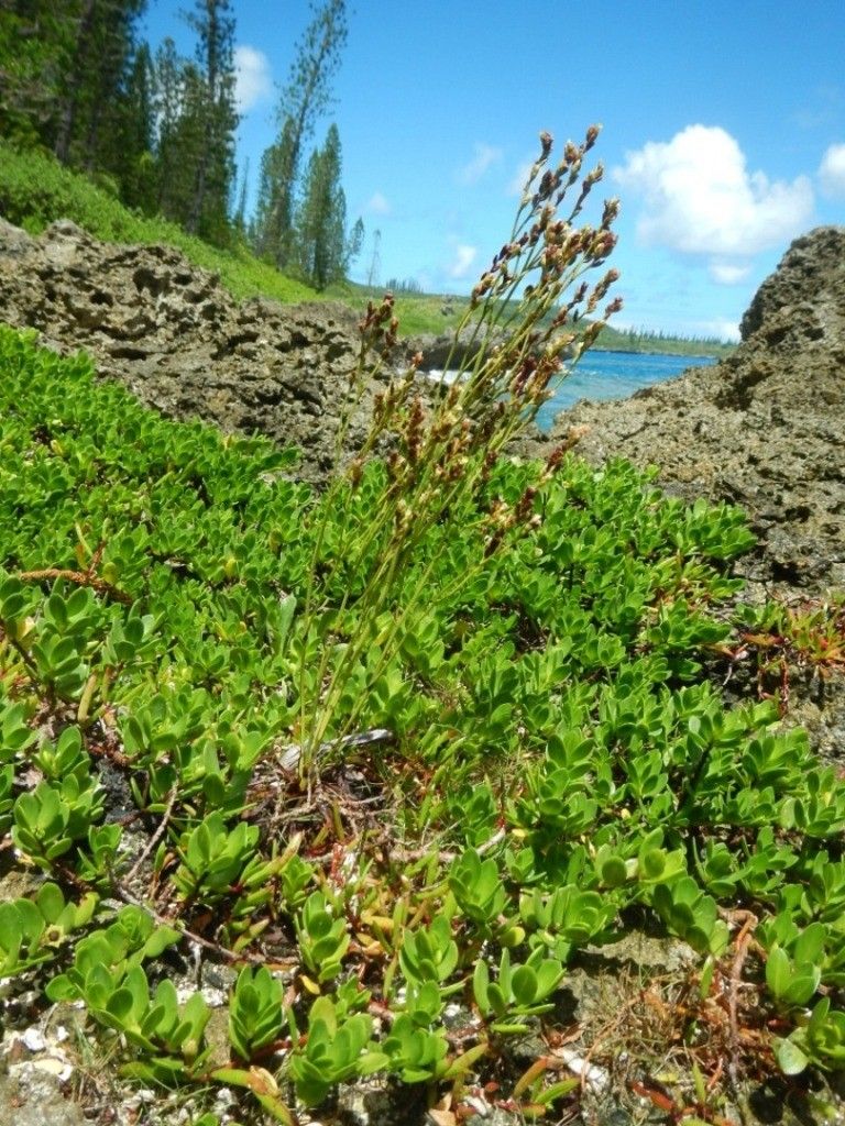 Limonium tetragonum habit