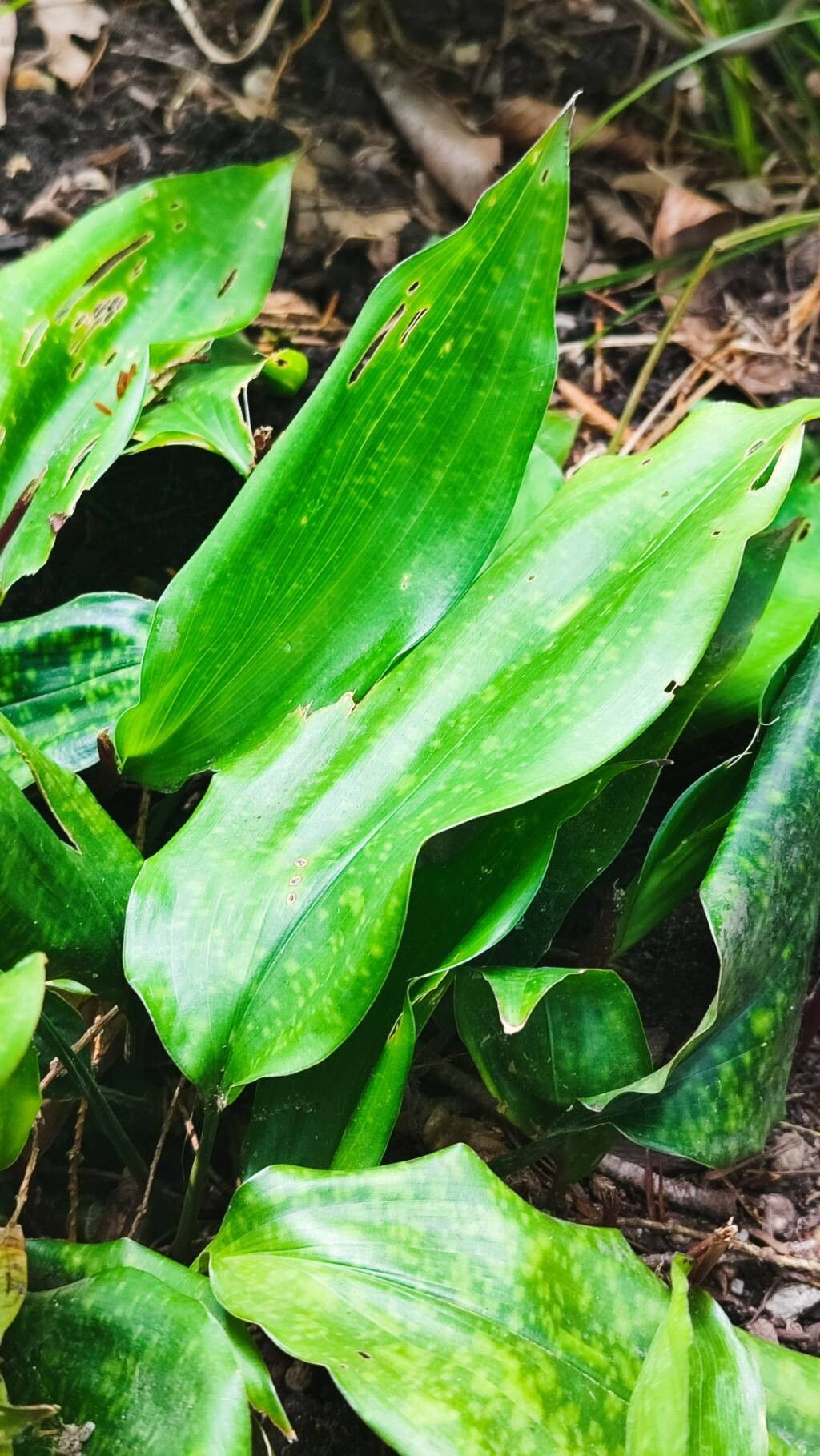 Aspidistra fungilliformis leaf