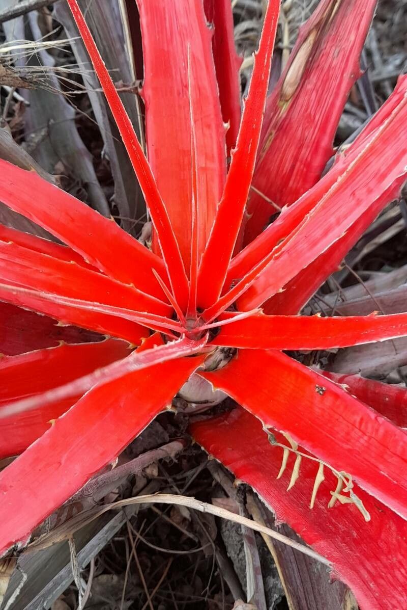 Bromelia serra — houseplant care guide