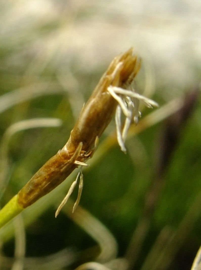 Trichophorum pumilum flower