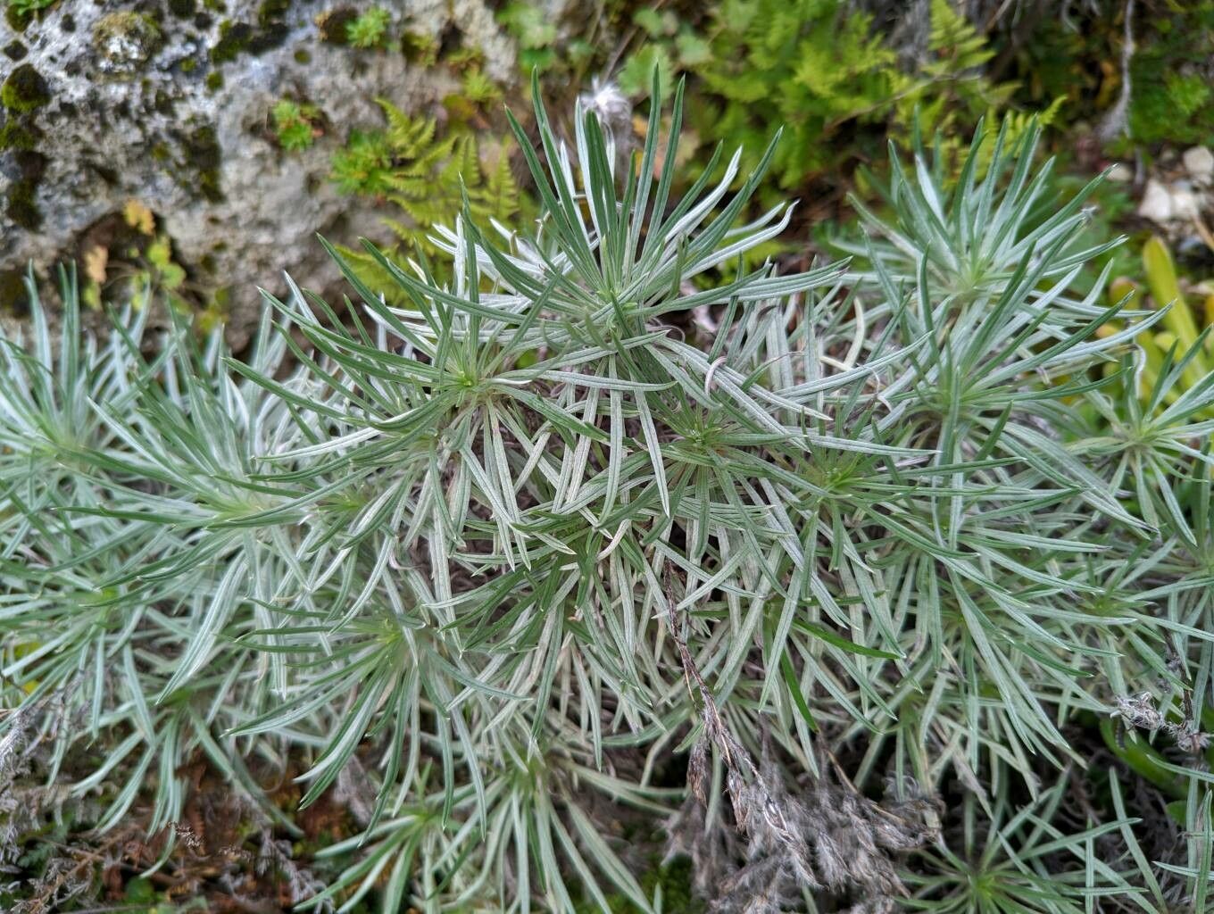 Onosma polyphylla leaf