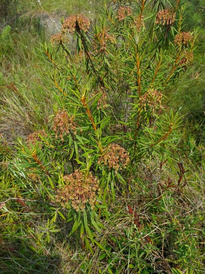 Ledum palustre fruit