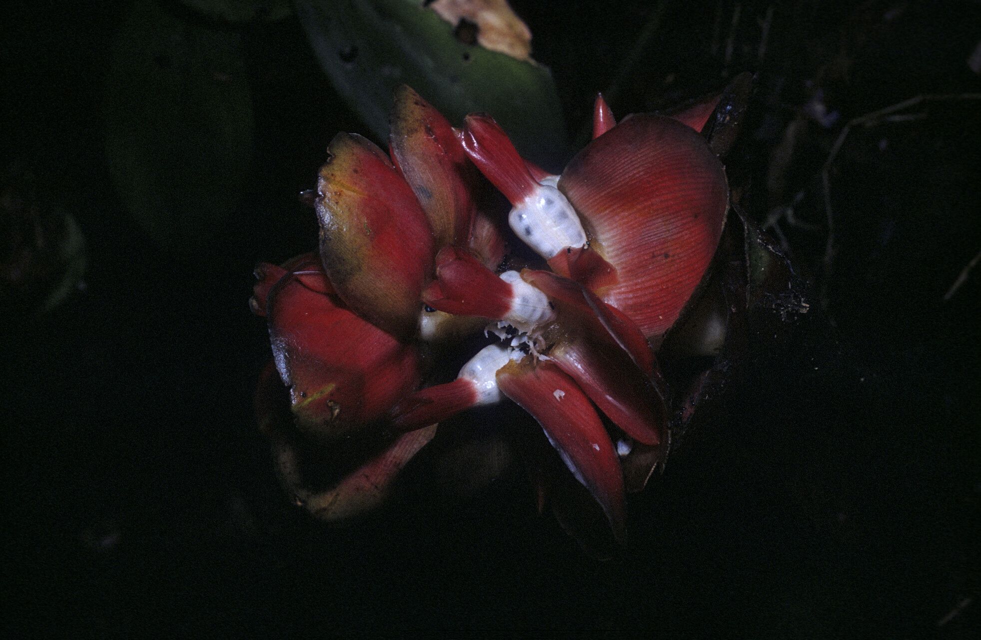 Costus erythrothyrsus fruit