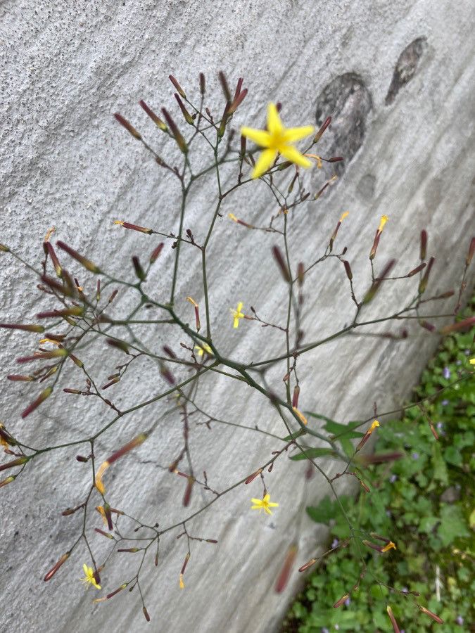 Mycelis muralis flower