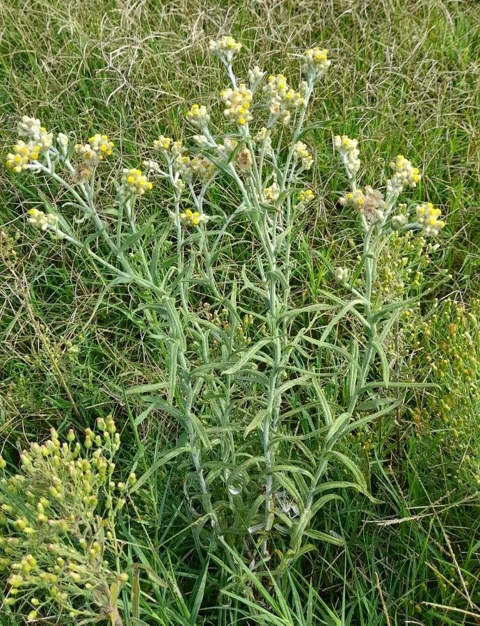 Pseudognaphalium gaudichaudianum habit