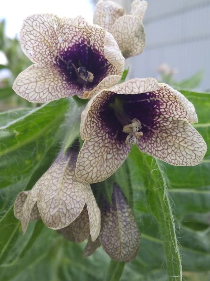 Hyoscyamus niger flower