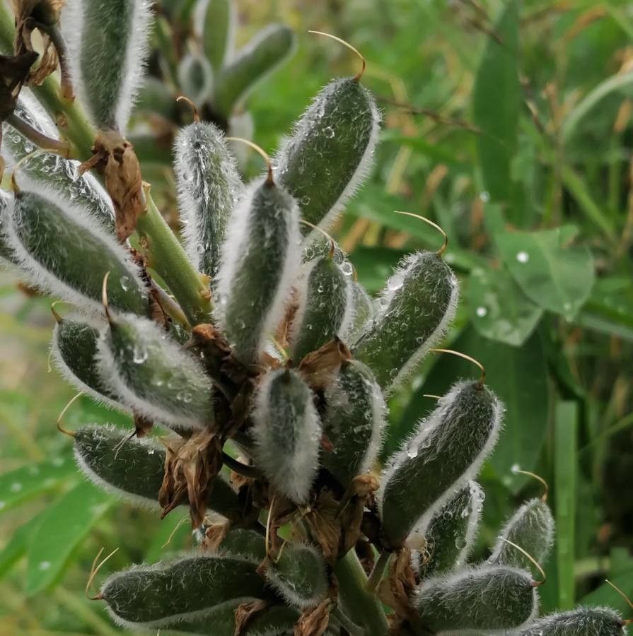 Lupinus perennis fruit