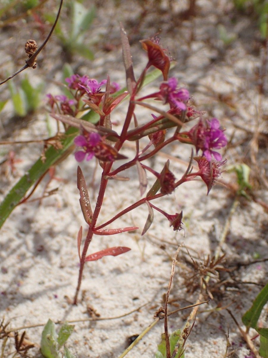 Ammannia erecta — search result for 'Ammannia'