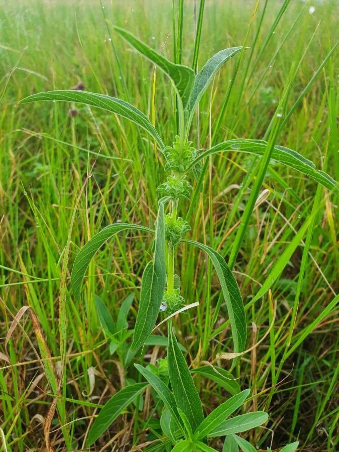 Justicia bracteata — houseplant care guide