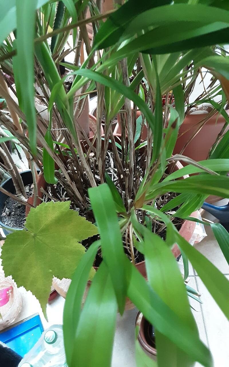 Dianella bambusifolia leaf