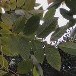 Koelreuteria bipinnata