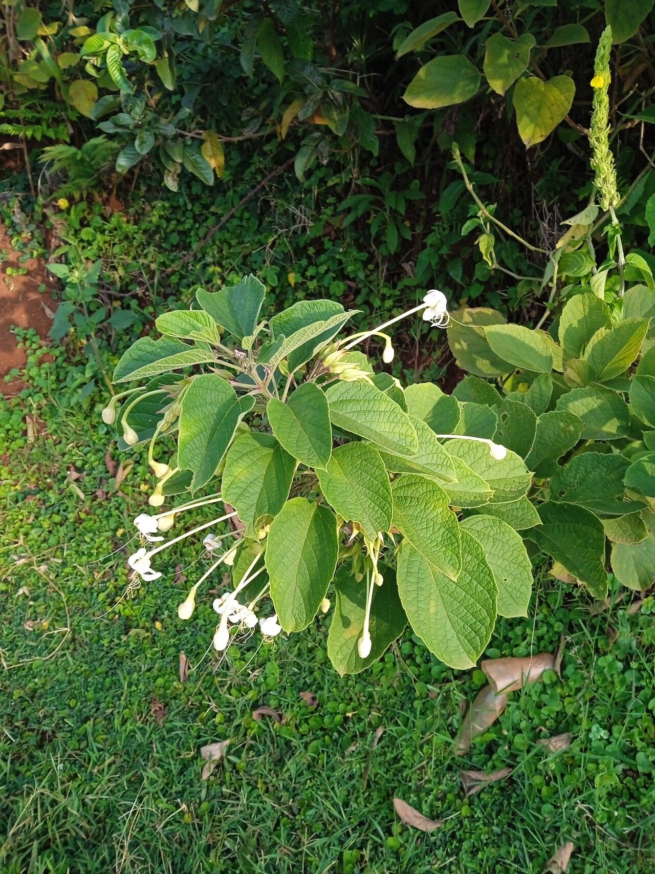 Clerodendrum rotundifolium flower