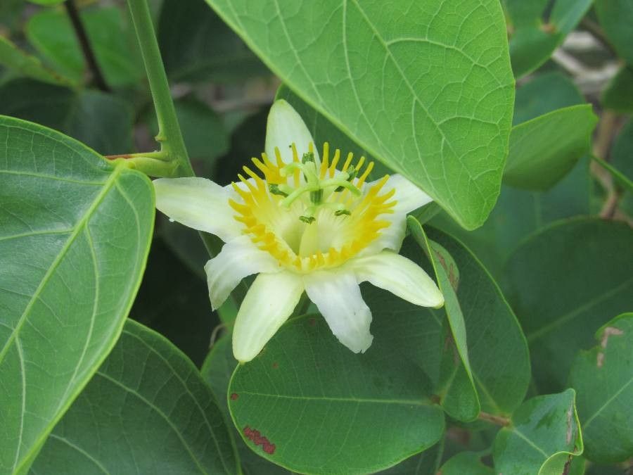 Passiflora biflora flower