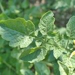 Solanum pimpinellifolium